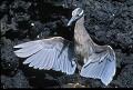 Bihoreau violacé des Galapagos (Nycticorax violaceus pauper) - île de Santiago- Galapagos Ref:36851